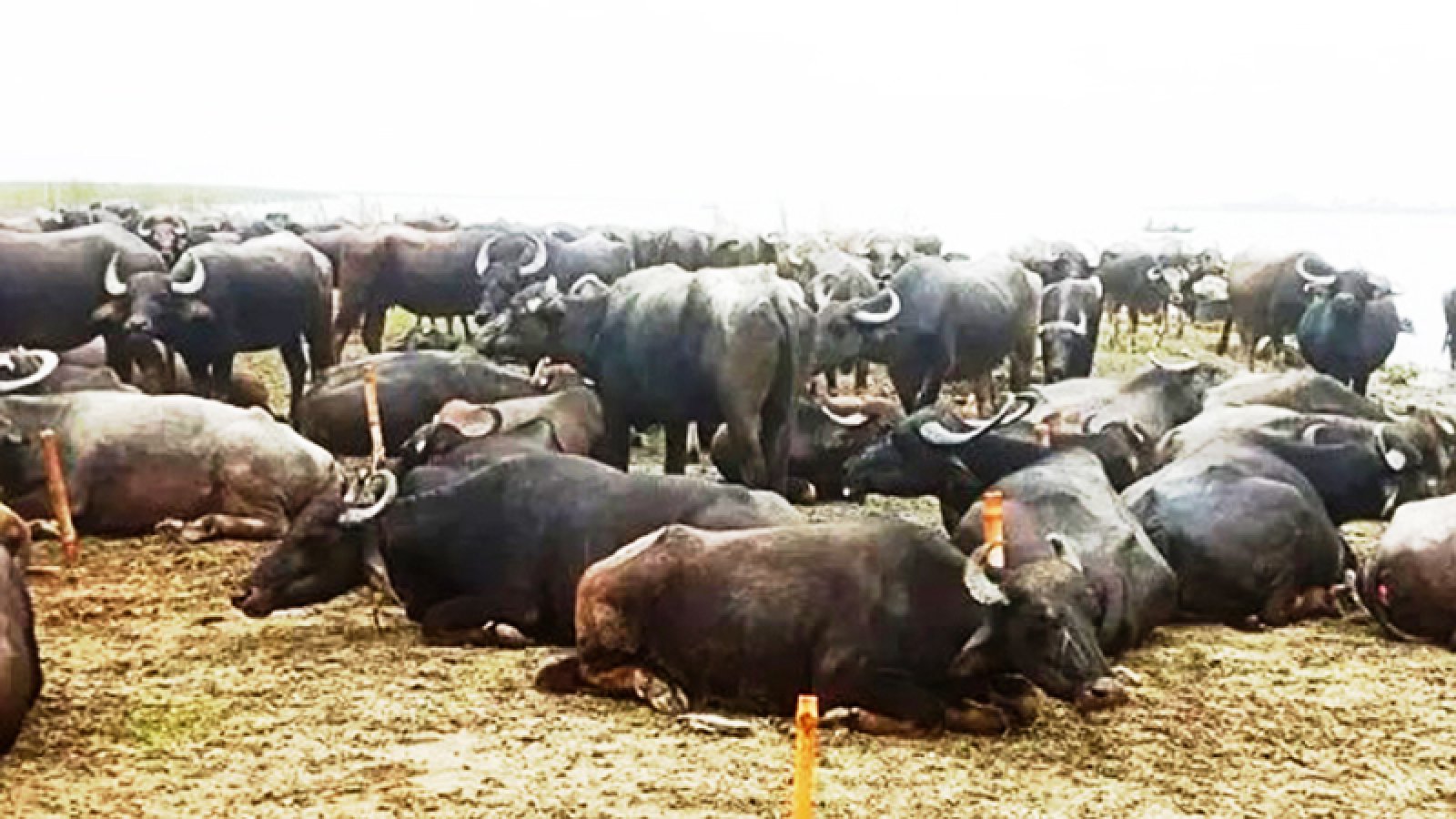 বর্ষায় ডাকাত আতঙ্কে নিরাপত্তাহীন বাথান মালিকেরা!