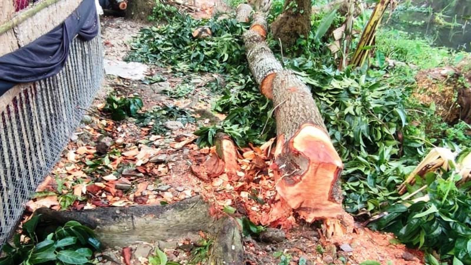 খাস জায়গার গাছ কাটার বিষয়ে নীরব প্রশাসন
