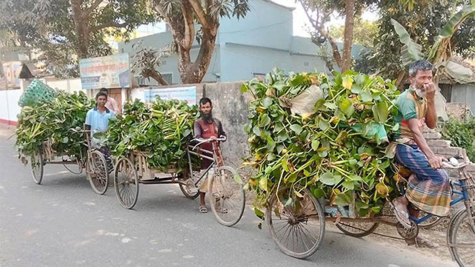 বগুড়ায় গো-খাদ্যের পছন্দের তালিকায় কচুরিপানা!