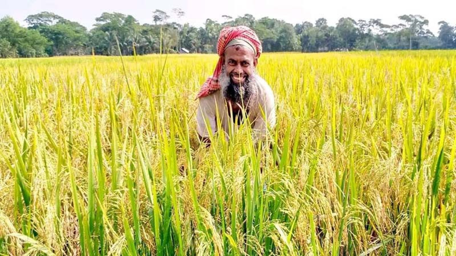 দেশে খাদ্য উৎপাদন বাড়লেও আমদানি-নির্ভরতা কাটছে না