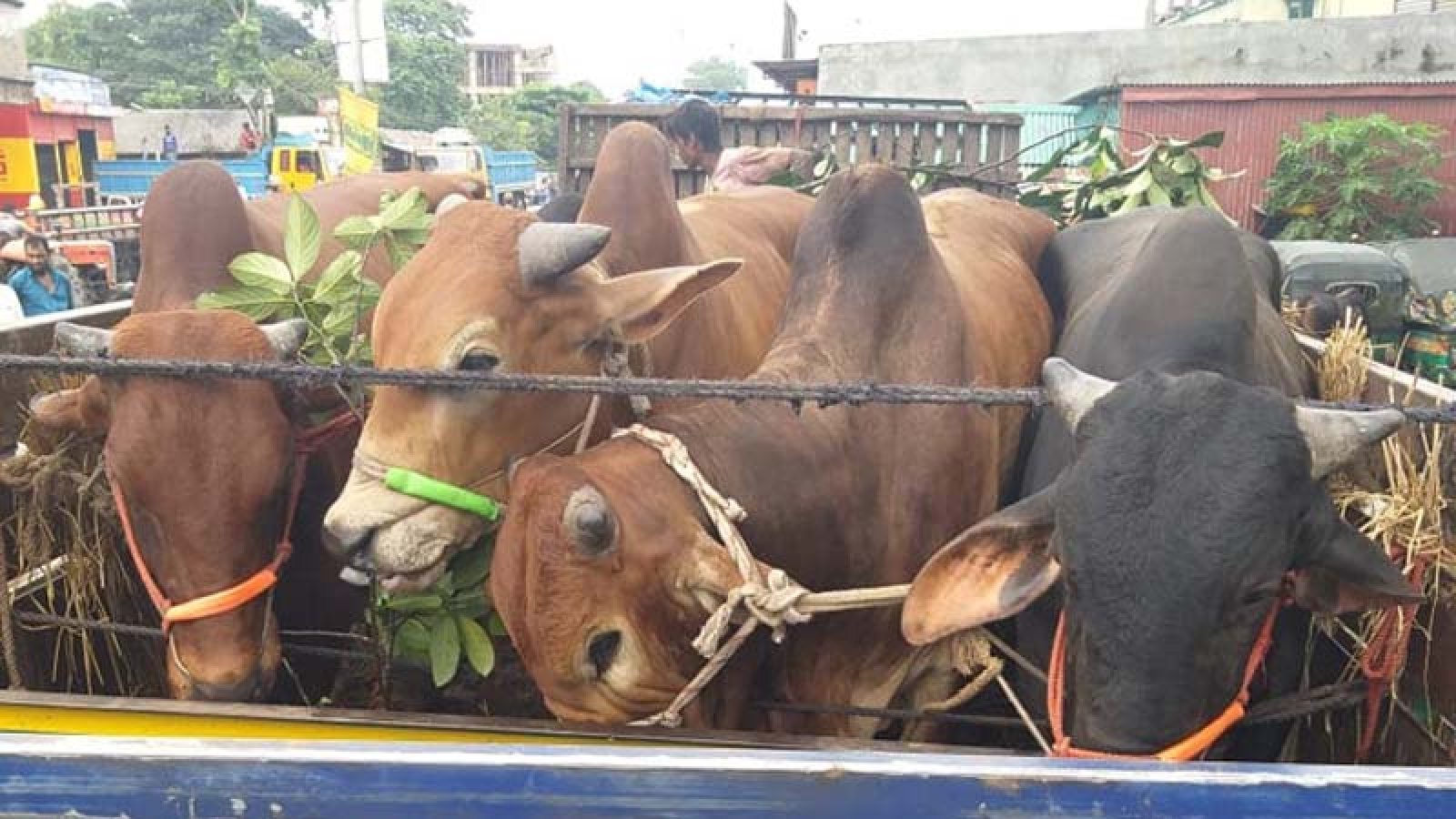পদ্মার চরে ছিনতাই হওয়া ১৭৬টি গরু উদ্ধার