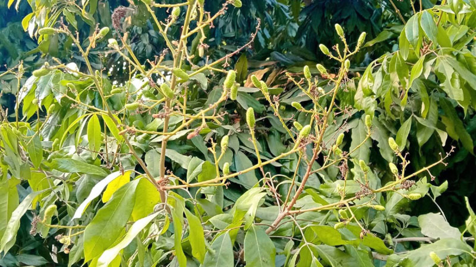 ঈশ্বরদীতে তাপপ্রবাহে ঝরে পড়ছে লিচুর গুটি, শঙ্কায় চাষিরা