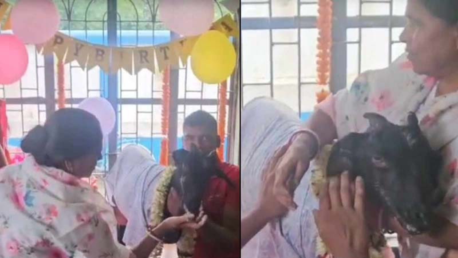 মহা ধূমধামে পোষ্য ছাগলের ২০তম জন্মদিন উদযাপন গৃহস্থের