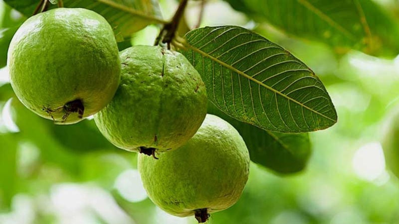 রাজশাহীর পেয়ারায় ভারী ধাতু!
