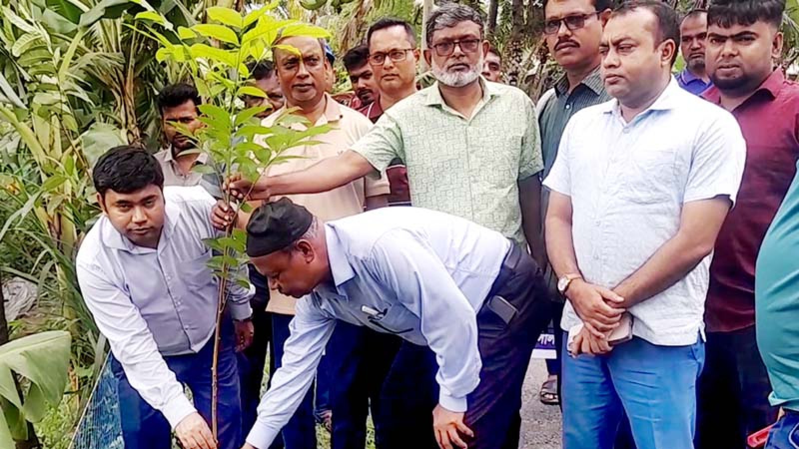 লালপুরে এলজিইডির বৃক্ষরোপন কর্মসূচি
