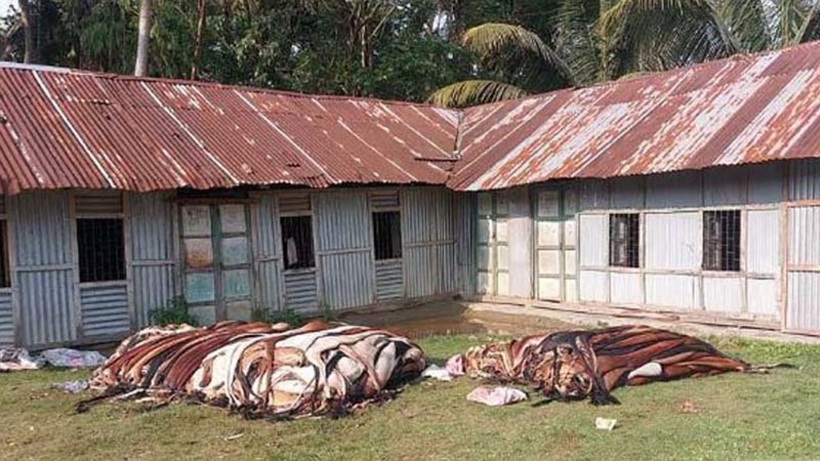 ‘ক্রেতা না পেয়ে’ পুঁতে ফেলা হল দেড় শতাধিক চামড়া