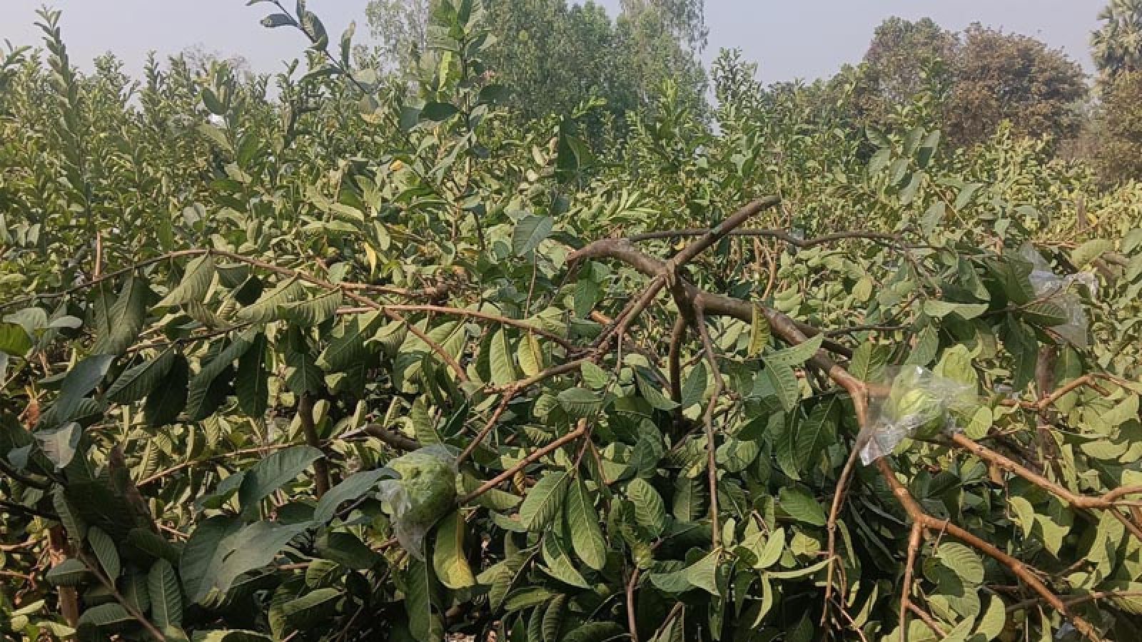 মান্দায় ফলন্ত পেয়ারা বাগান কেটে সাবাড়, অভিযোগ থানায়