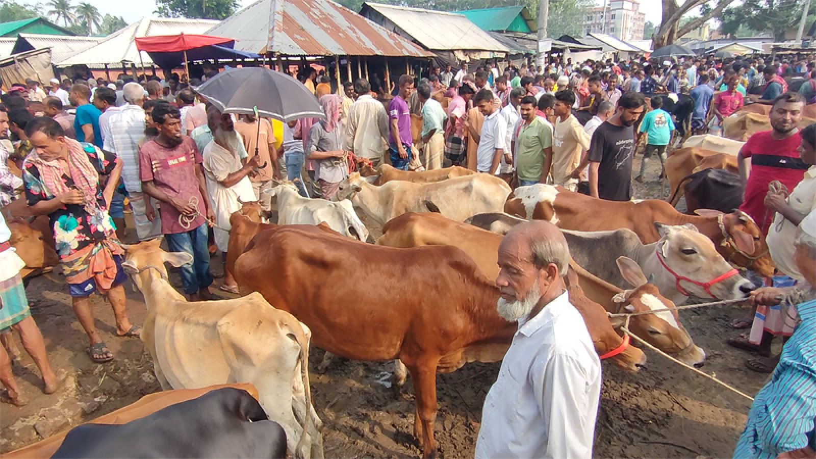 ক্রেতা আর বিক্রেতাদের পদচারণায় মুখর পশুহাট