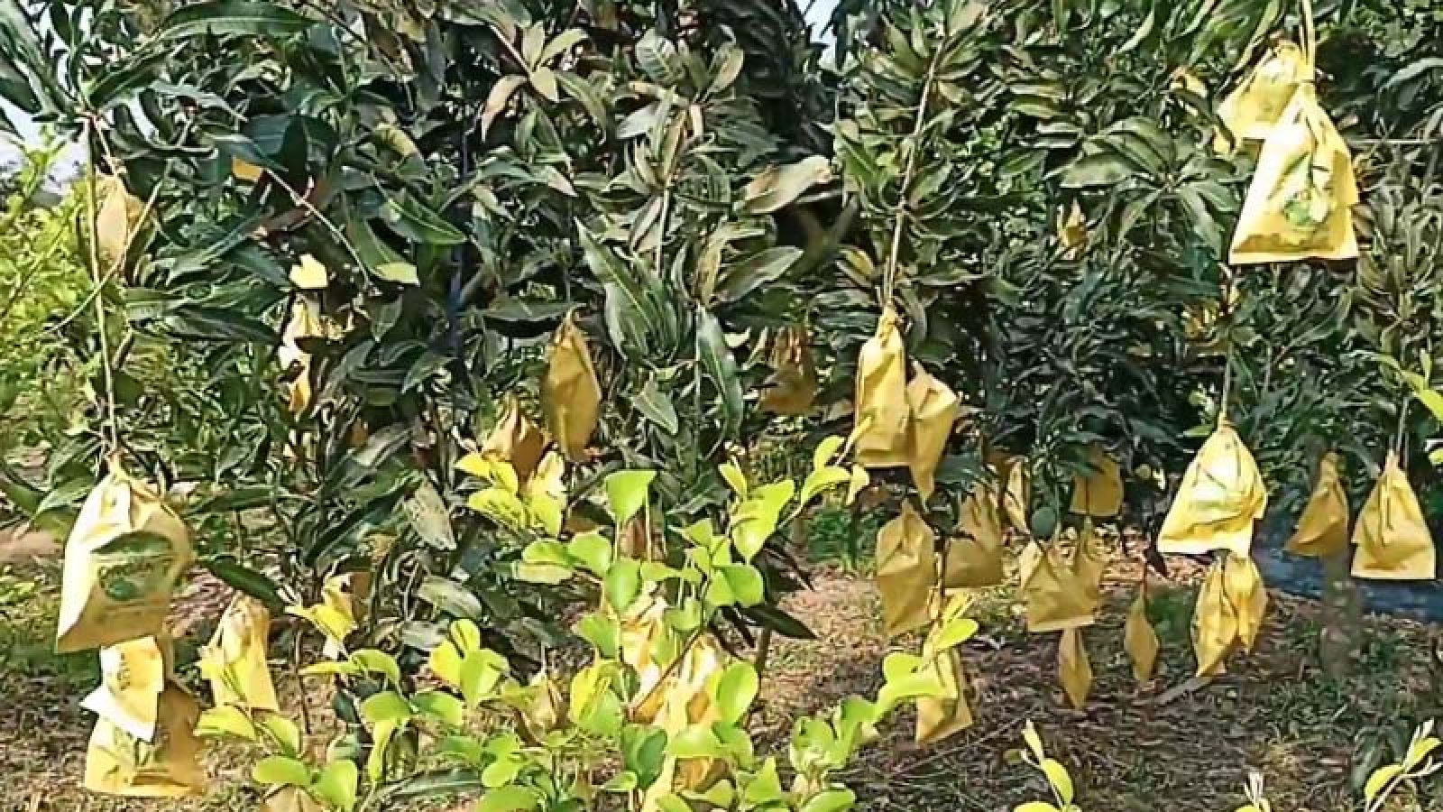চাঁপাইনবাবগঞ্জে টানা বৃষ্টিতে ফ্রন্ট ব্যাগের ভেতরে আমে পচন, চতুর্মুখি ক্ষতির মুখে আমচাষি