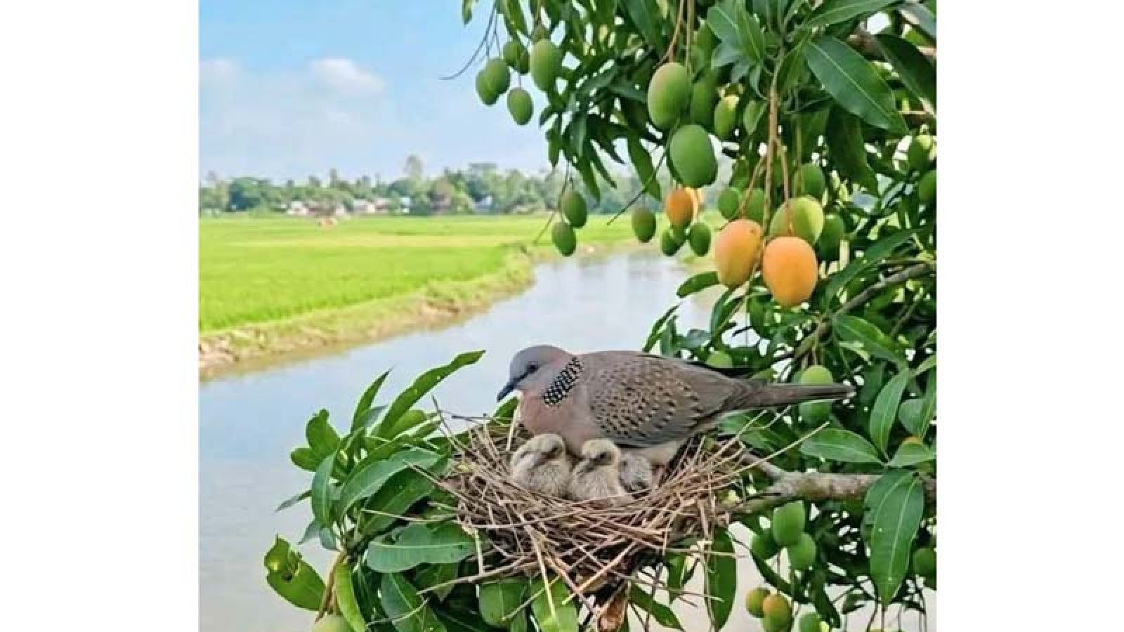 আম বদলে দিচ্ছে চাঁপাইনবাবগঞ্জের অর্থনীতি,