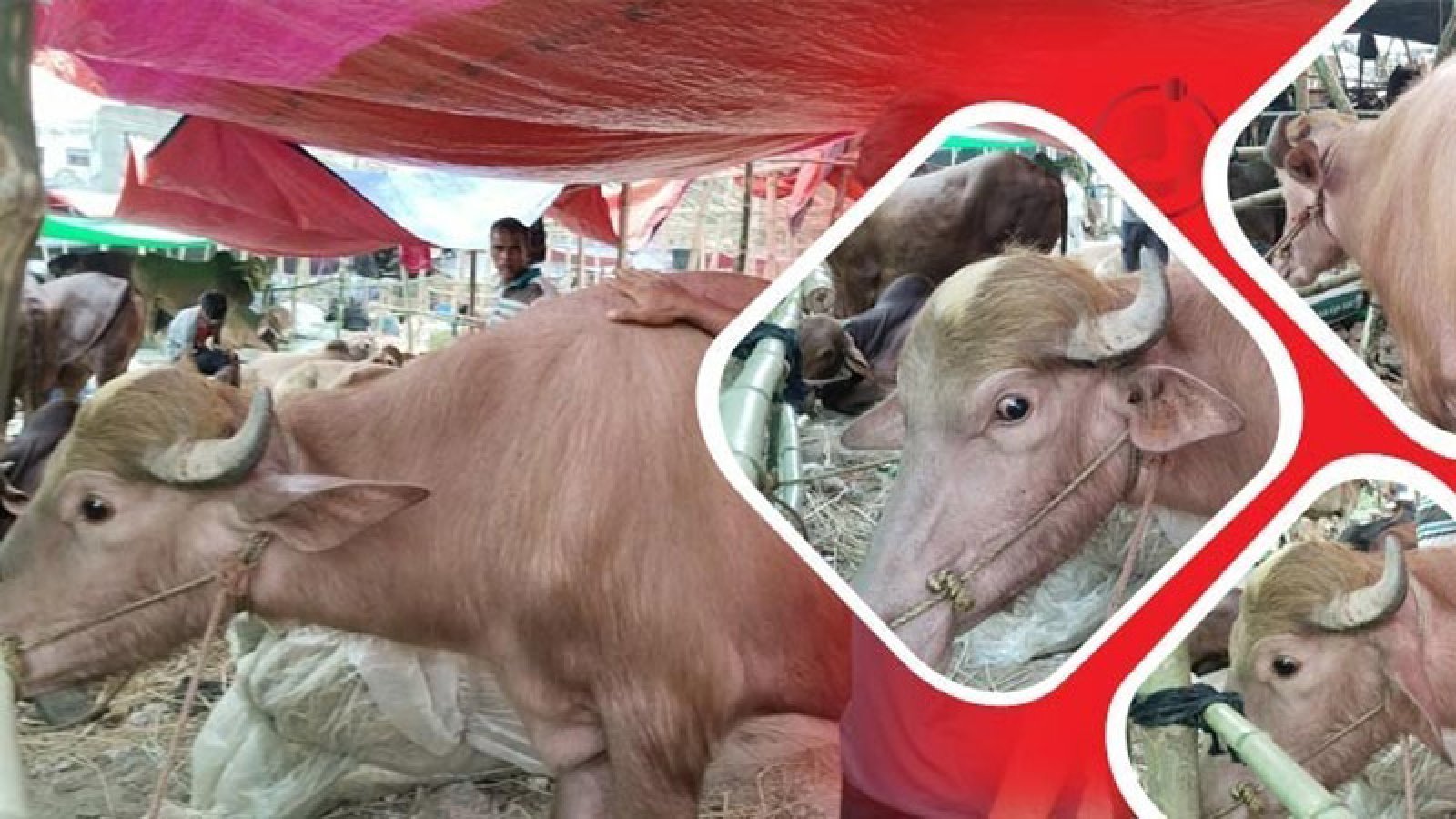 ট্রাম্পের পর এবার হাটে ‘কিম জং উন’