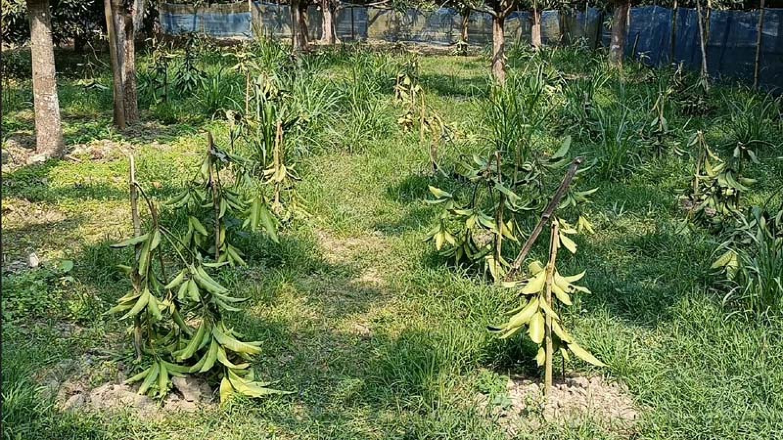 শিবগঞ্জে ১২০টি আমগাছ কেটে ফেলার অভিযোগ