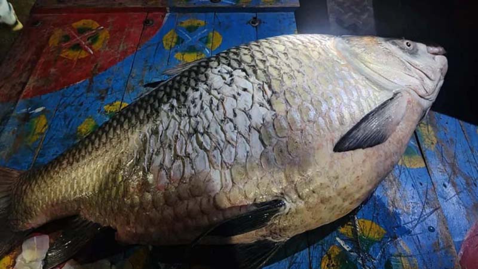 পদ্মায় ধরা পড়ল ৪০ কেজির কাতলা