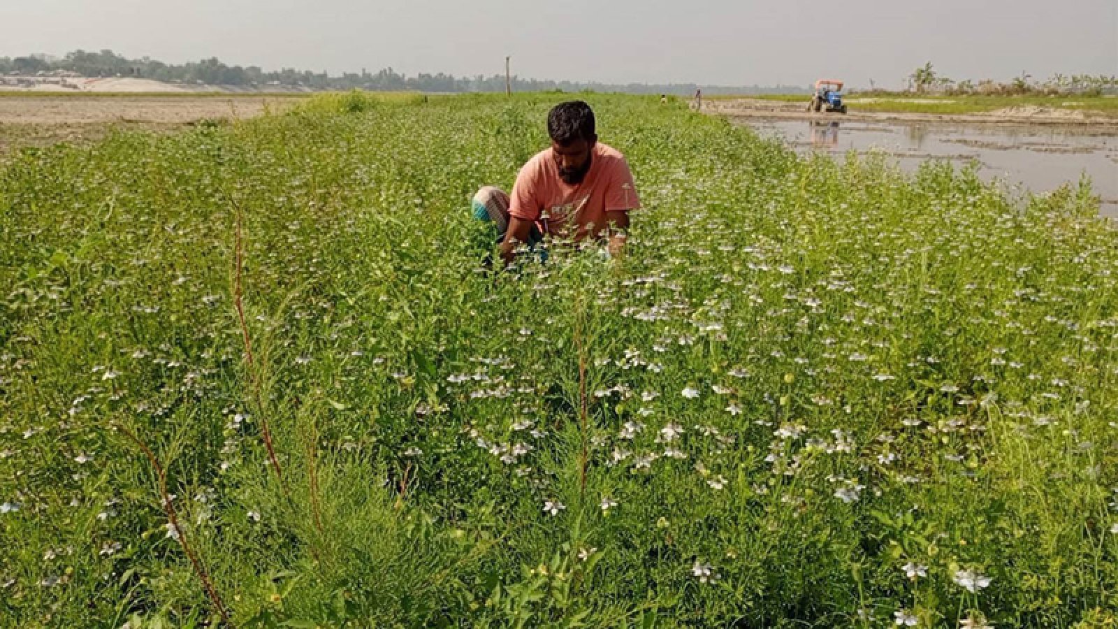 বগুড়ার চরাঞ্চলের পতিত জমিতে কালোজিরার বাম্পার ফলন