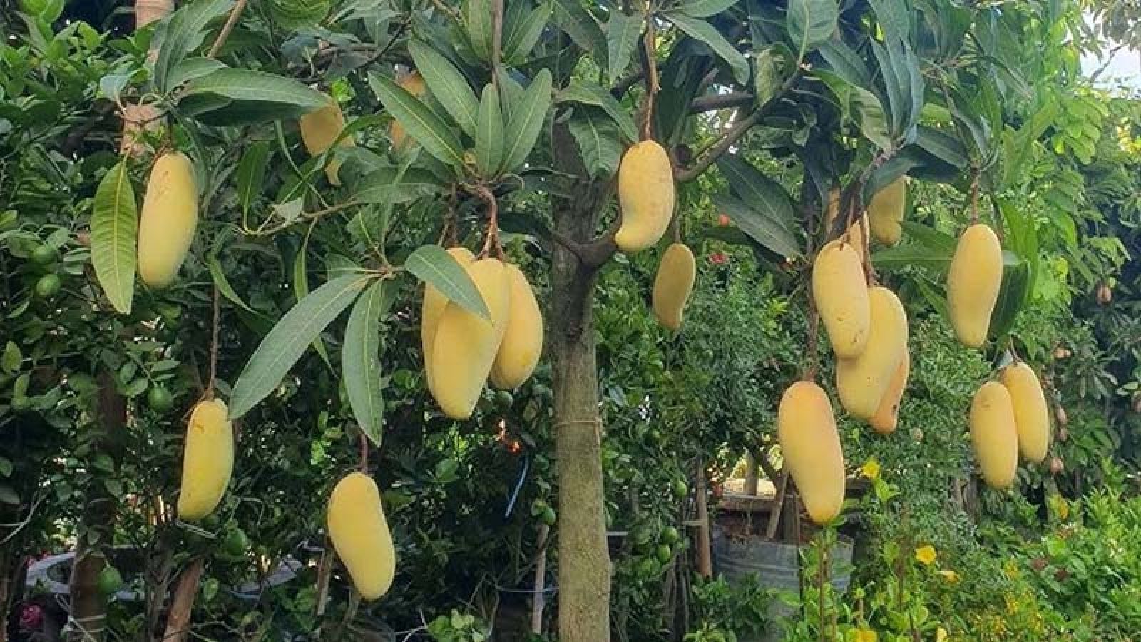 মৌসুমের শেষে বাজারে আসছে নাবি জাতের নতুন আম ‘বারি-১৯’