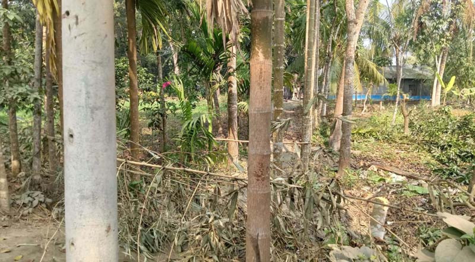 বাগাতিপাড়ায় আ’লীগ নেতার দখলে ভ্যানচালকের একমাত্র রাস্তা, ৯৯৯-এ অভিযোগেও মিলেনি সেবা