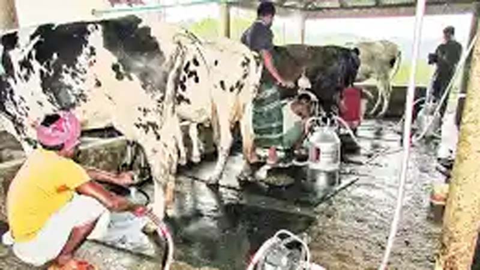 গুরুদাসপুরে এক বছরে উৎপাদন কমেছে দুধ ৫ হাজার টন, মাংস ৭ হাজার টন এবং ডিম ২০০ টন
