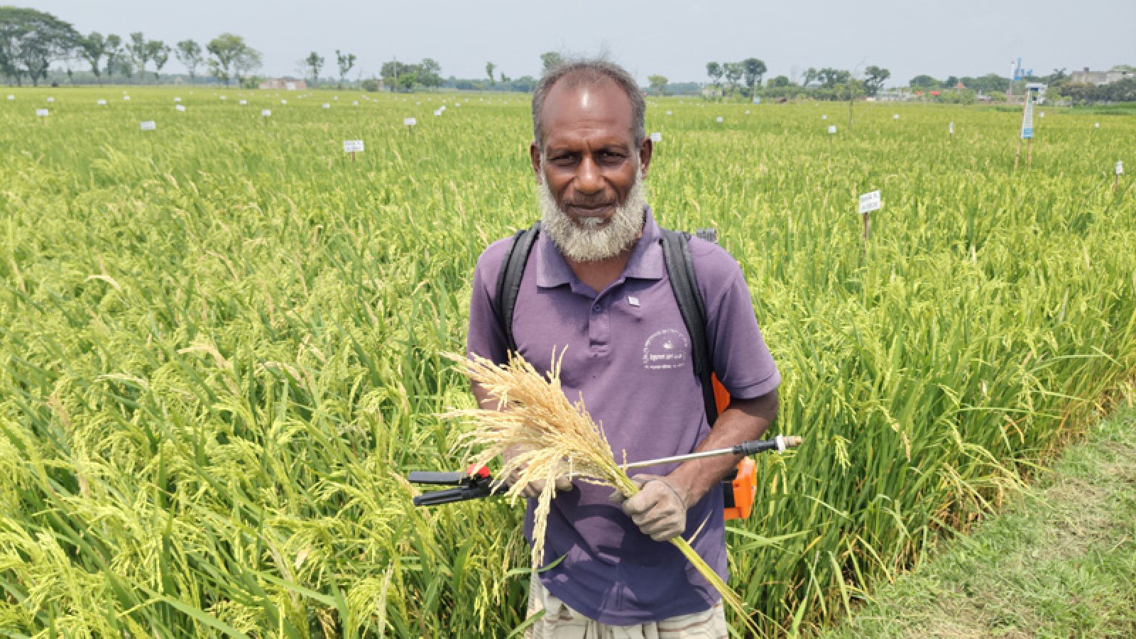 এক বিঘা জমির বাস্তবতা-কৃষকের ধানে নয়, খড়েই টিকে থাকার লড়াই
