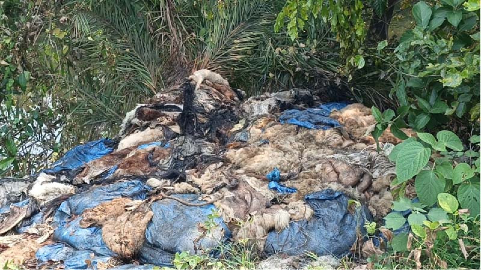 সাপাহারে রাস্তার পাশে পরিত্যক্ত পশু-চামড়ার স্তুপ, দুর্গন্ধে জনজীবন অতিষ্ঠ