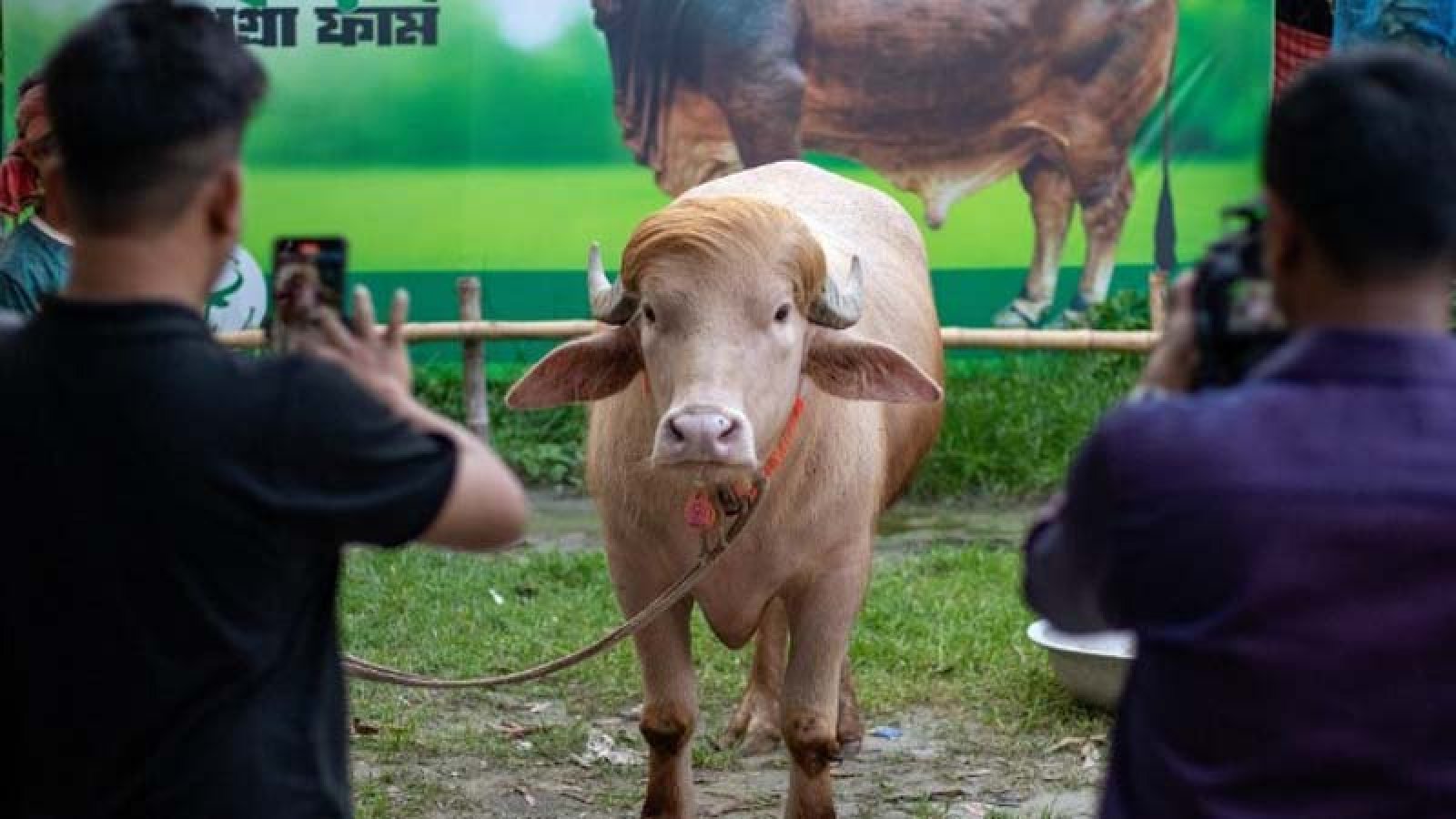 বাংলাদেশের ‘ট্রাম্প মহিষ’ নিয়ে বিশ্ব গণমাধ্যমে ফের তোলপাড়
