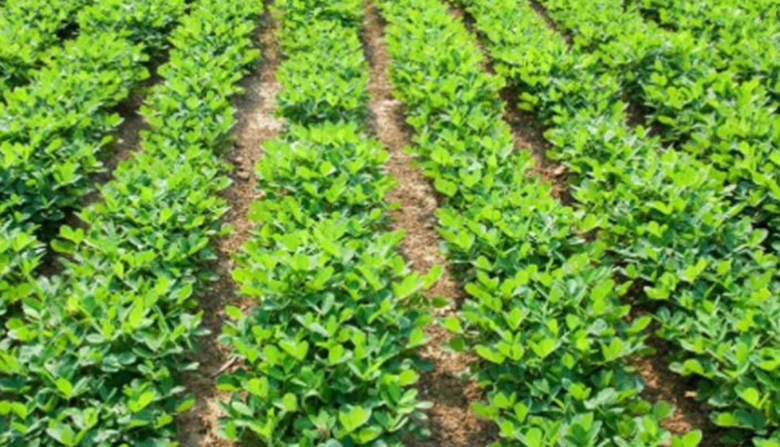 চরের পতিত জমিতে চিনাবাদামের চাষ, বদলে যাচ্ছে চাঁপাইনবাবগঞ্জের কৃষি অর্থনীতি