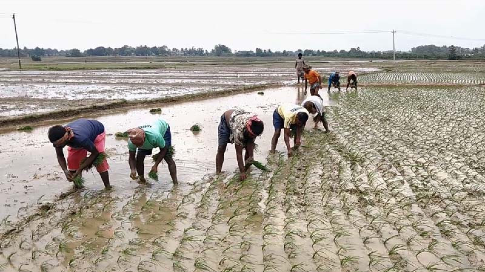 চাঁপাইনবাবগঞ্জে বরেন্দ্র জুড়ে আমন চাষে  কৃষকের ব্যস্ততা