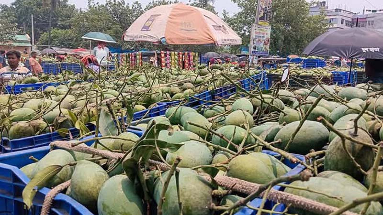 মৌসুম শেষেও জমজমাট আমের বাজার, দামে খুশি কৃষক