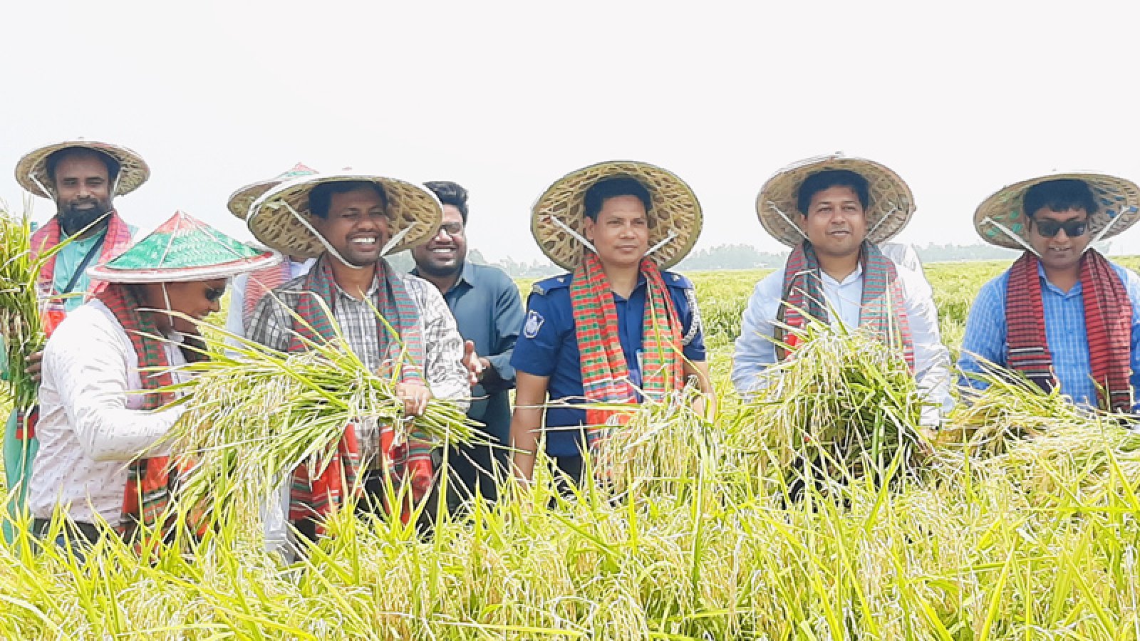 সিংড়ায় বোরো ধান কর্তন উৎসব