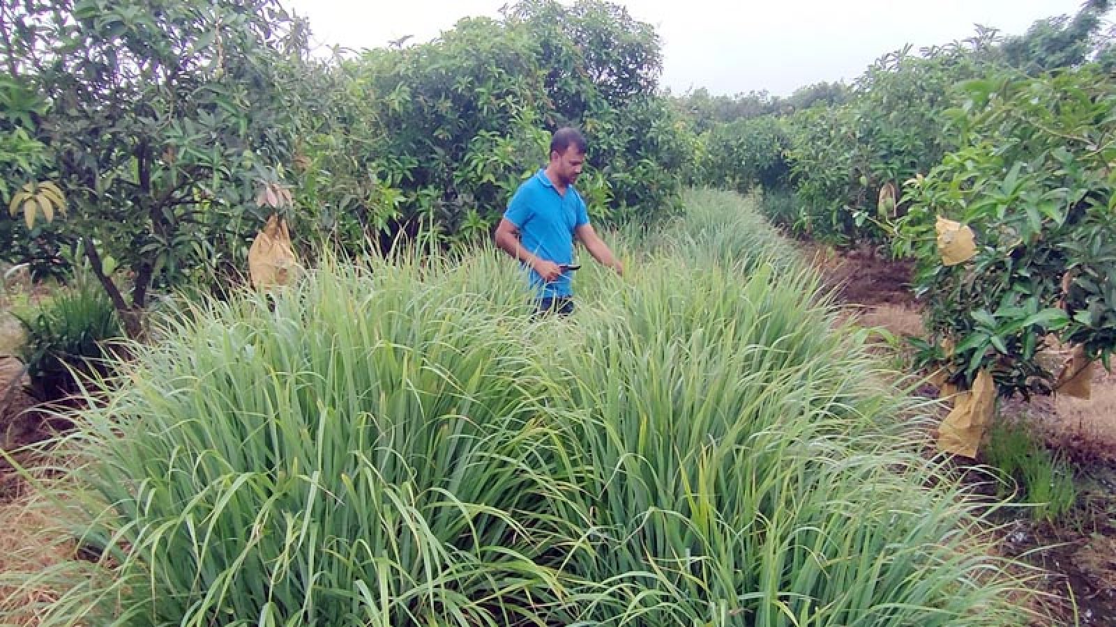 সাড়া ফেলেছে নওগাঁর ভেষজগুনের লেমন ঘাসের চা পাতা