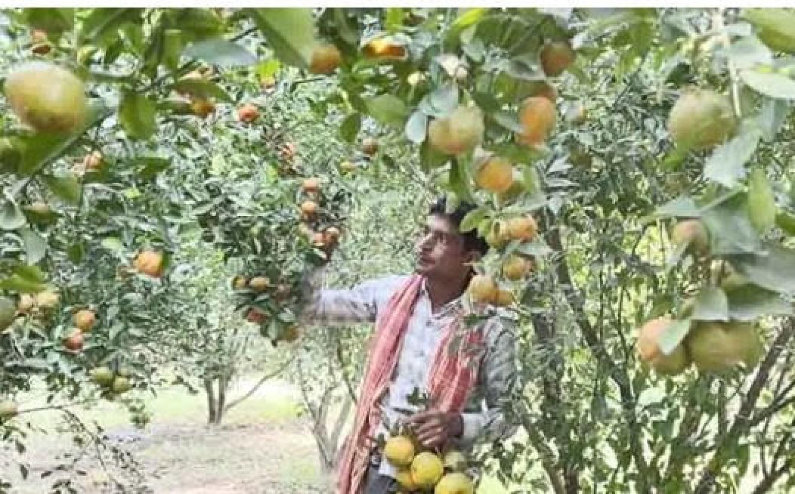 আমের রাজধানী চাঁপাইনবাবগঞ্জে চায়না কমলার সম্ভাবনা