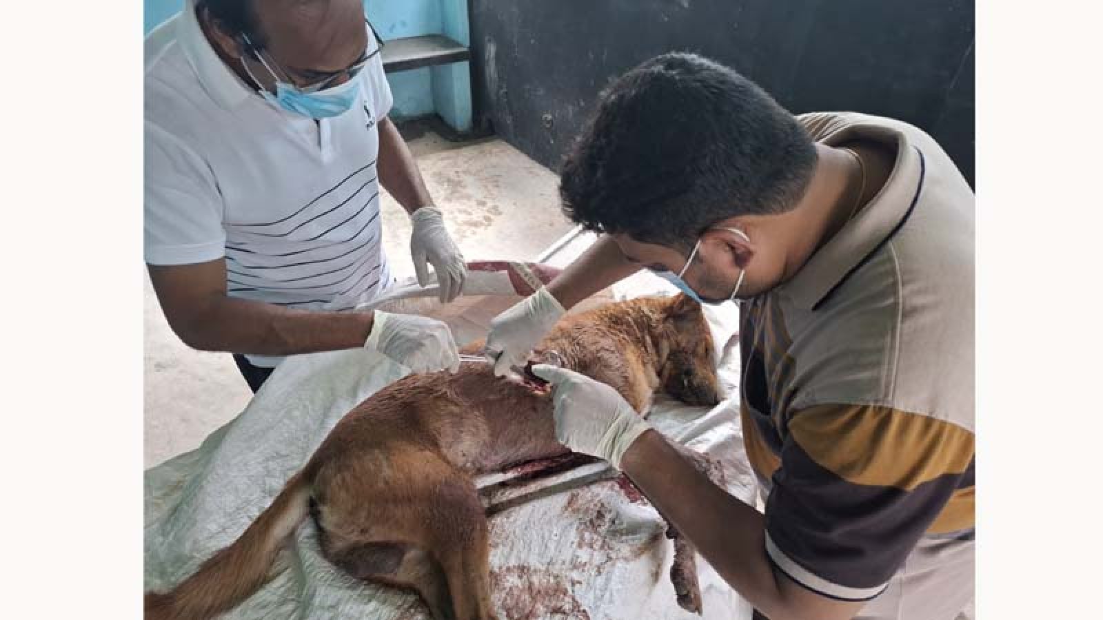 চাটমোহরে ধারালো অস্ত্রাঘাতে কুকুর হত্যার অভিযোগ