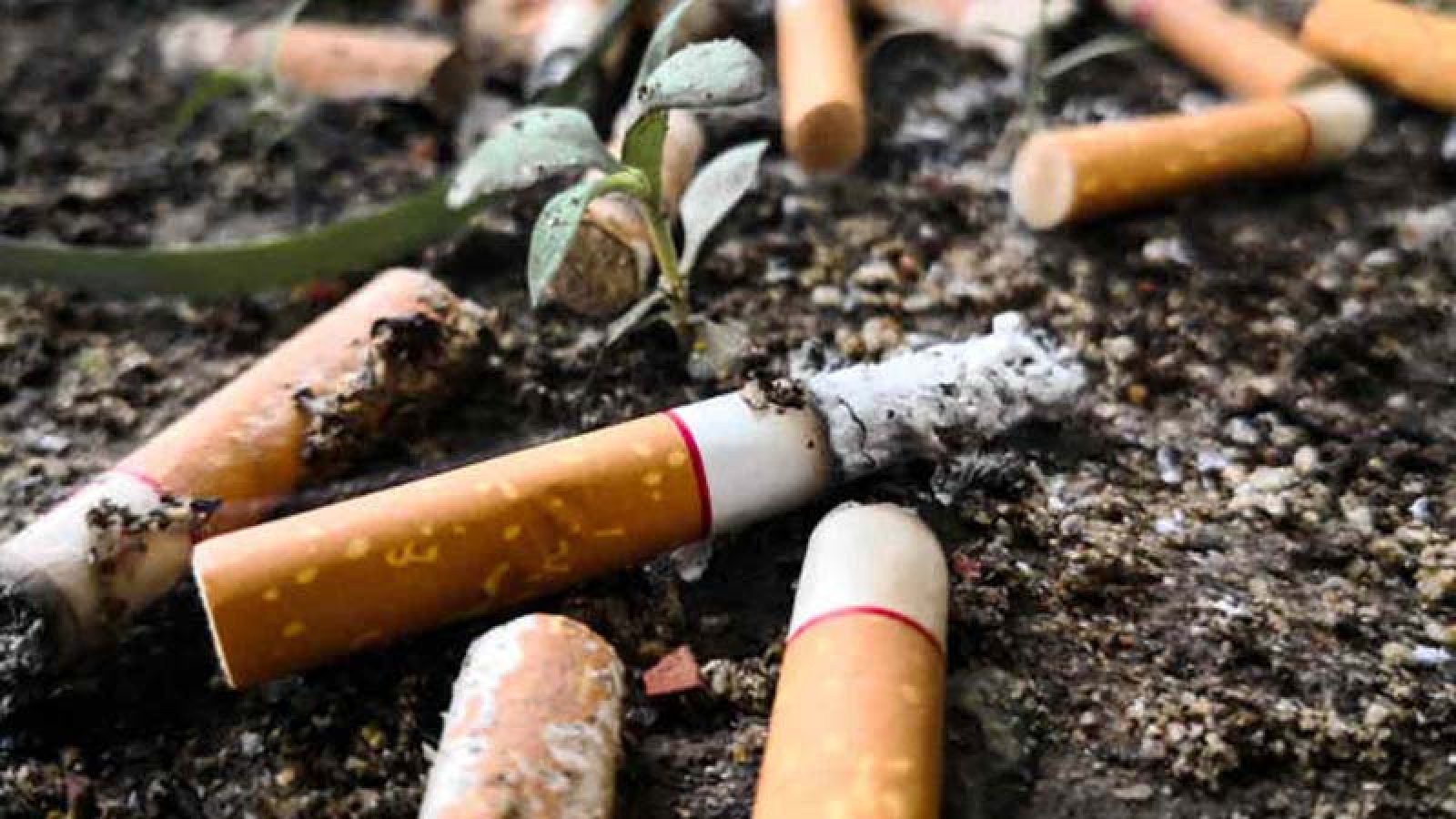সিগারেটের ফিল্টার ১০ বছর পরেও ‘বিষ’ ছড়ায় পরিবেশে, জানা গেল নতুন গবেষণায়