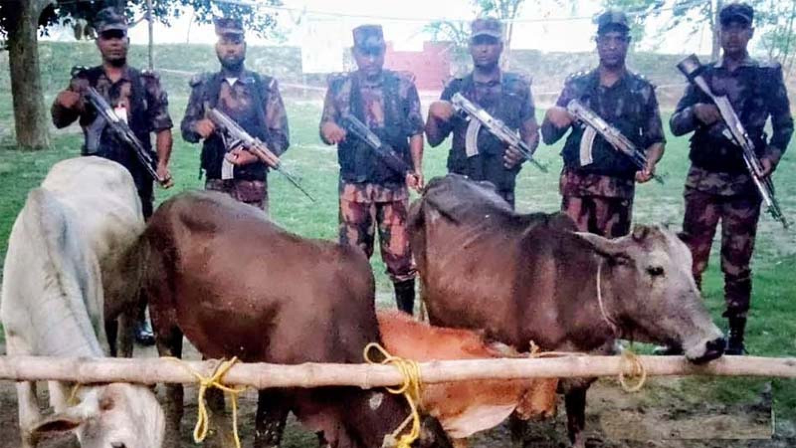 চাঁপাইনবাবগঞ্জে ভারতীয় গরুর চাপে স্থানীয় খামারিরা!
