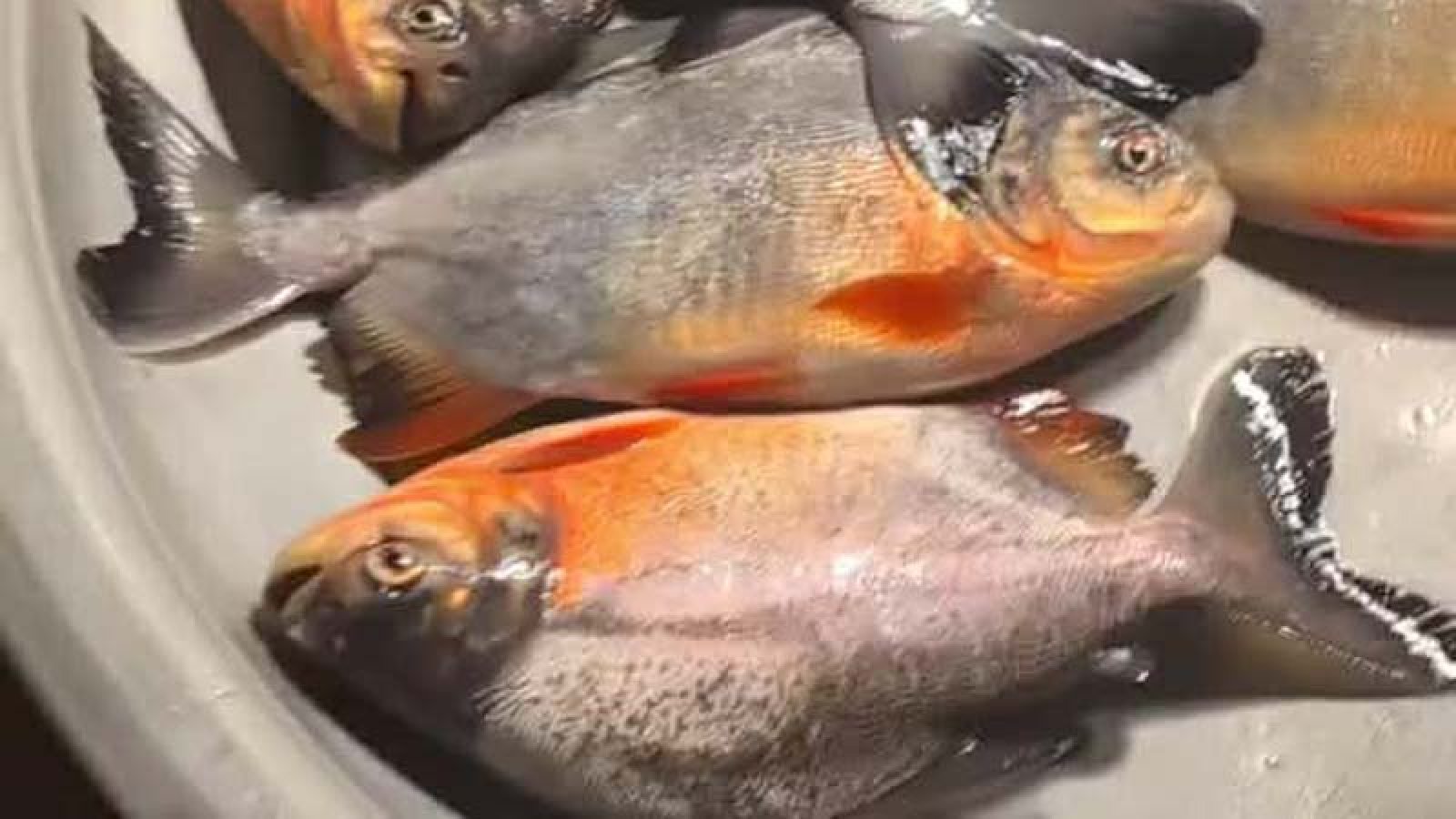 সাপাহারে নিষিদ্ধ পিরানহা মাছ জব্দ