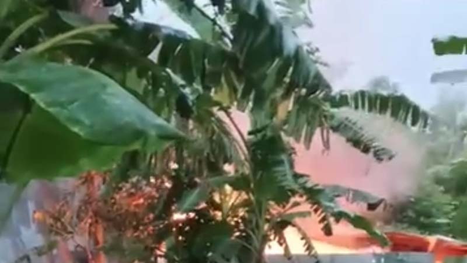 পাবনায় রিয়া ধর্ষণ ও হত্যায় অভিযুক্তের বাড়ির আগুনে দগ্ধ ৩ জনের মৃত্যু