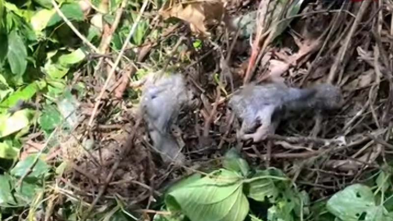 পাখির ছানা হত্যার দায়ে বগুড়ার শেরপুরে গাছ মালিকের বিরুদ্ধে মামলা