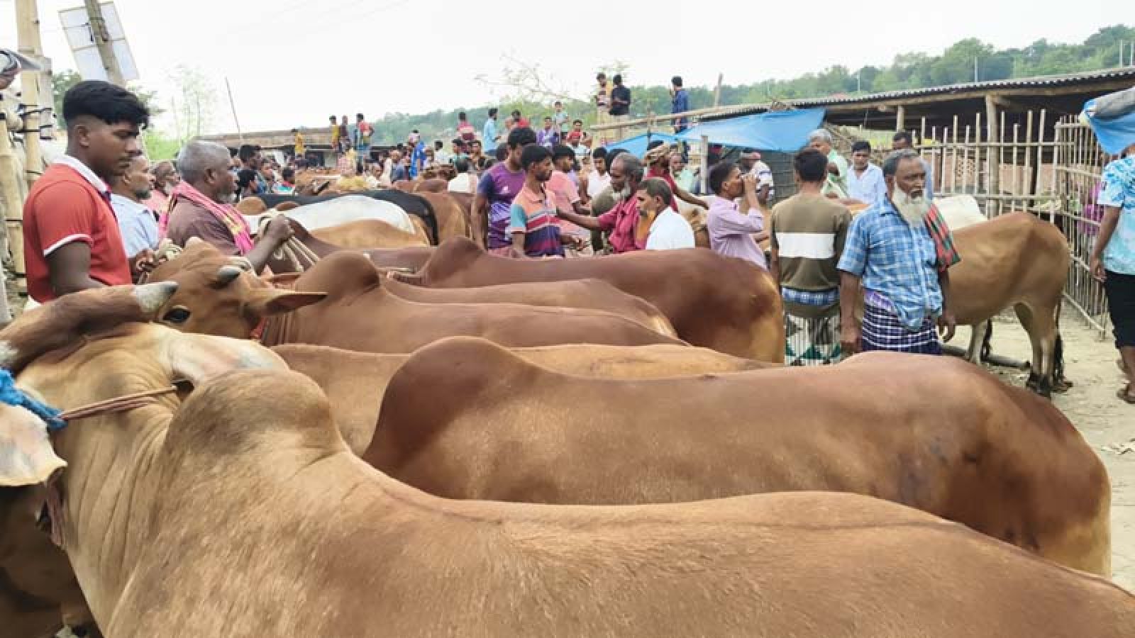 শিবগঞ্জে জমে উঠেছে কোরবানির পশুর হাট