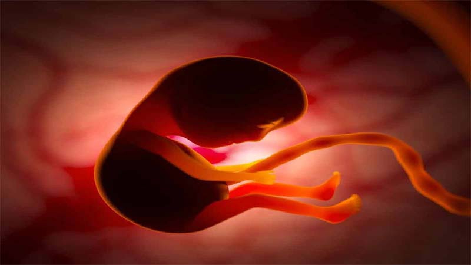 কী ভাবে, কিসের প্রভাবে বিলুপ্ত হয় নিয়ানডারথাল মানুষ? ৫৫০০০ বছরের প্রাচীন ভ্রূণ বদলে দিচ্ছে অনেক ধারণা