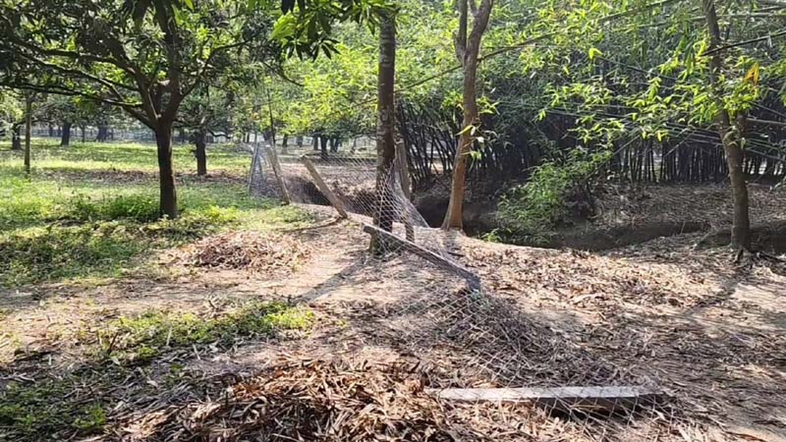 শিবগঞ্জে আমবাগানের সীমানা প্রাচীর ও তার কাটা বেড়া ভেঙে দিয়েছে দুর্বৃত্তরা