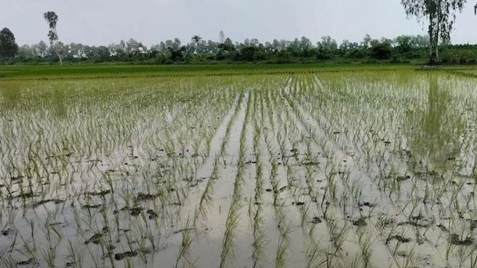 আমন ধান রোপণে ব্যস্ত নাটোরের কৃষকরা