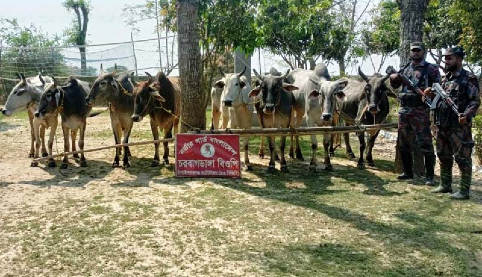 চাঁপাইনবাবগঞ্জে ইদকে সামনে রেখে সীমান্তে বাড়ছে গরু চোরাচালান