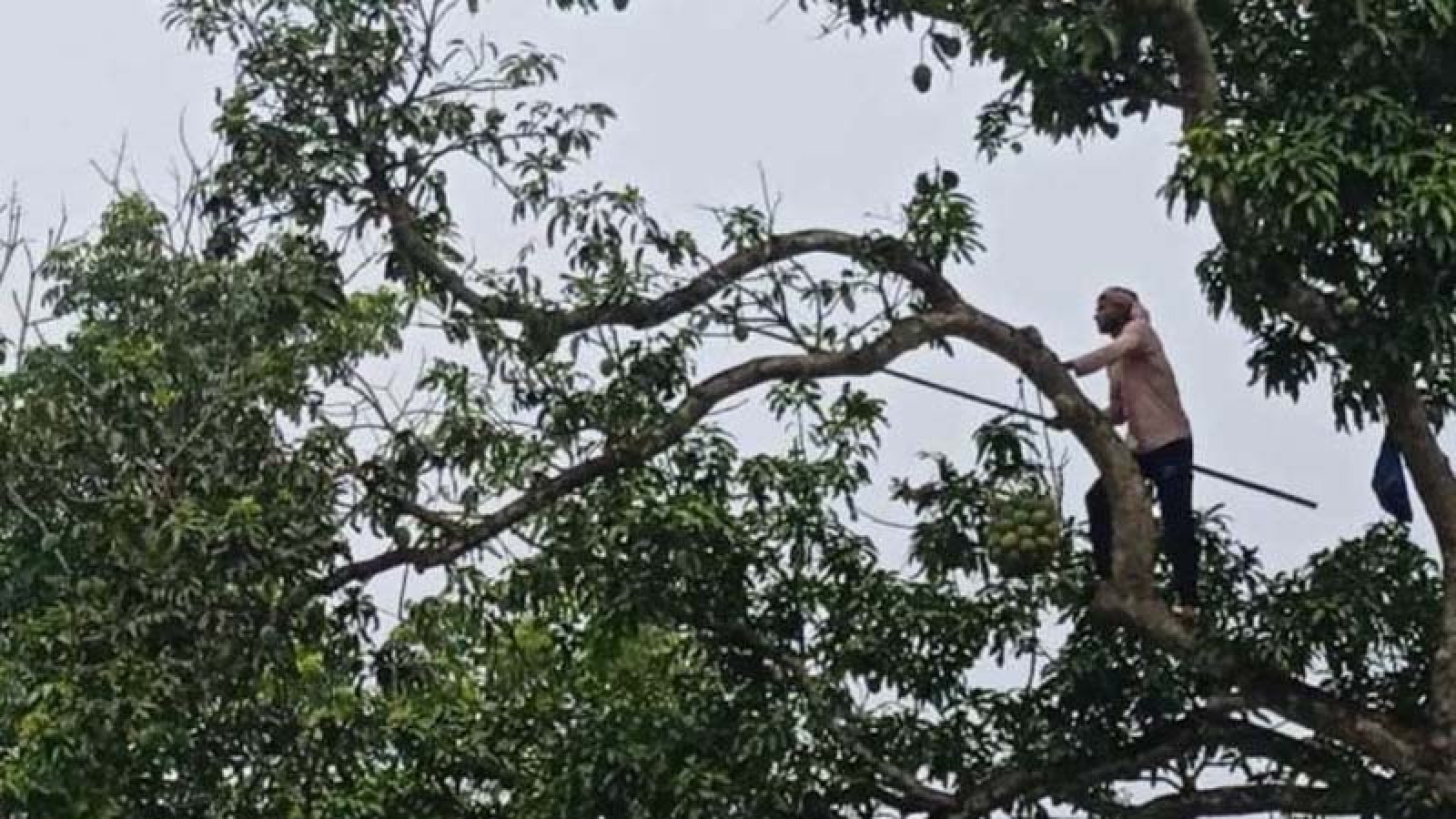 সরকারি গাছের আম ভাগ-বাটোয়ারা করে নিলেন উপজেলার কর্মকর্তা-কর্মচারীরা