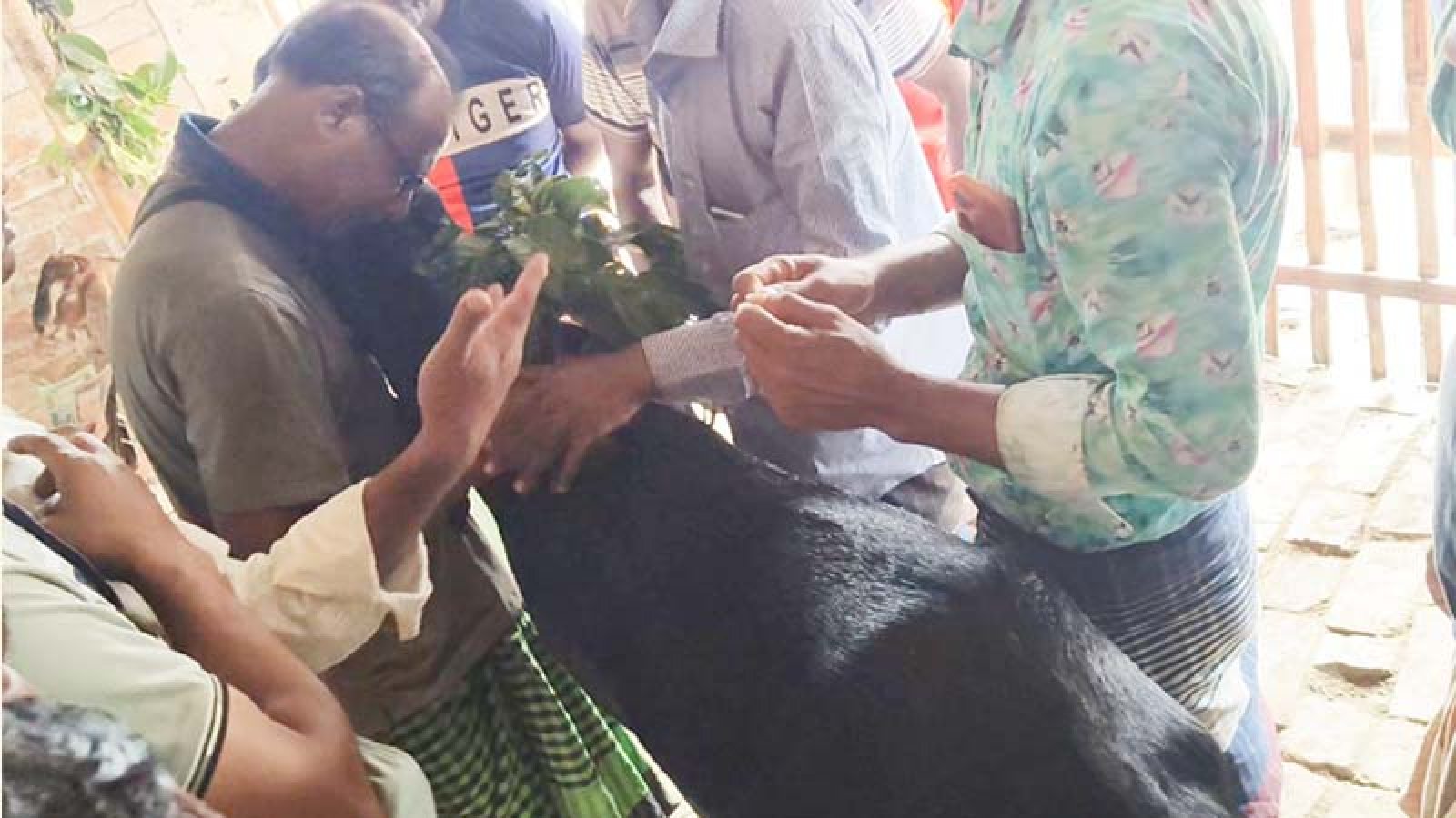 বানেশ্বরহাটে ছাগল বিক্রি হলো দাম ৯৫ হাজার টাকায়