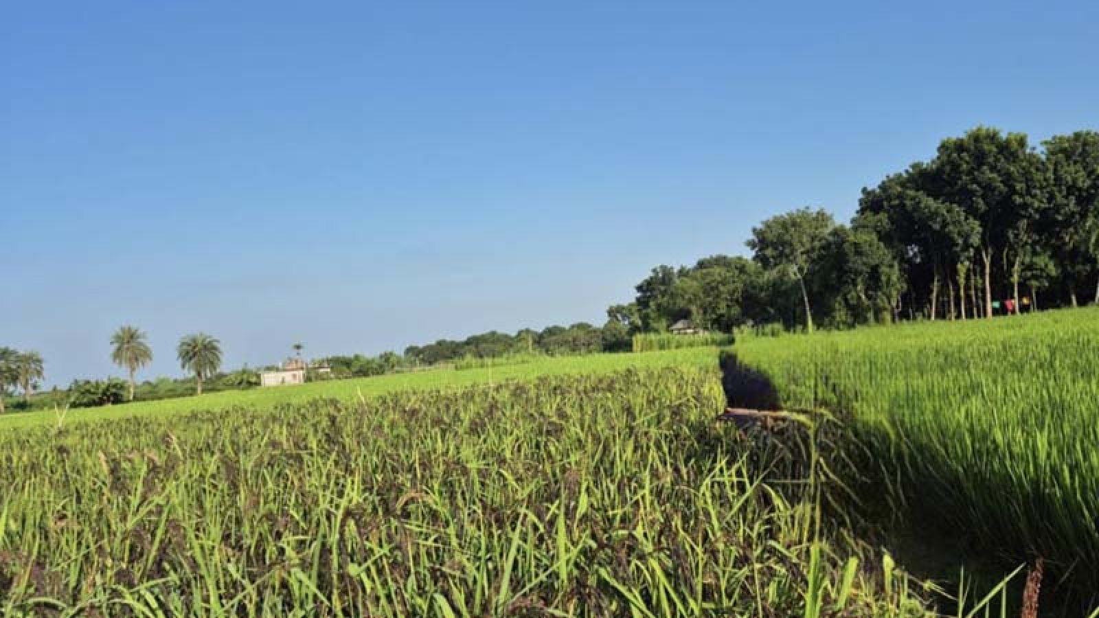 দুর্গাপুরে প্রথমবারের মতো ‘ব্ল্যাক রাইস’ চাষ, কৃষিতে নতুন সম্ভাবনা