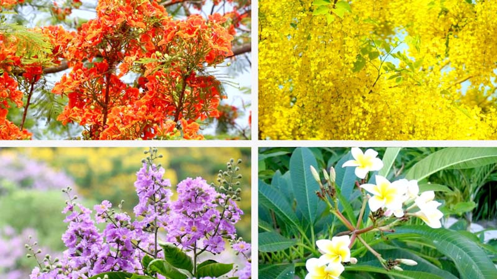 ফুলের মুগ্ধতায় নগরী
