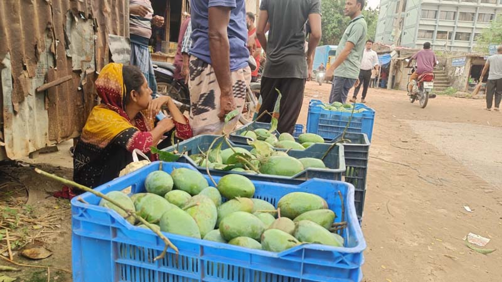 জিআই স্বীকৃত ‘নাক ফজলি’ আমের বাজার নেই, ন্যায্যমূল্য নিয়ে শঙ্কায় চাষিরা