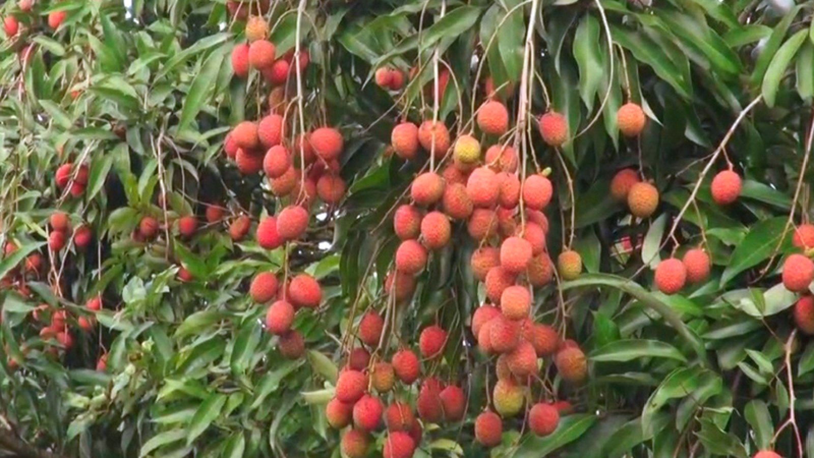 কৃষিবিদ শামীমের অনন্য উদ্যোগ, ২০০ লিচু গাছ ফ্রি সবার জন্য