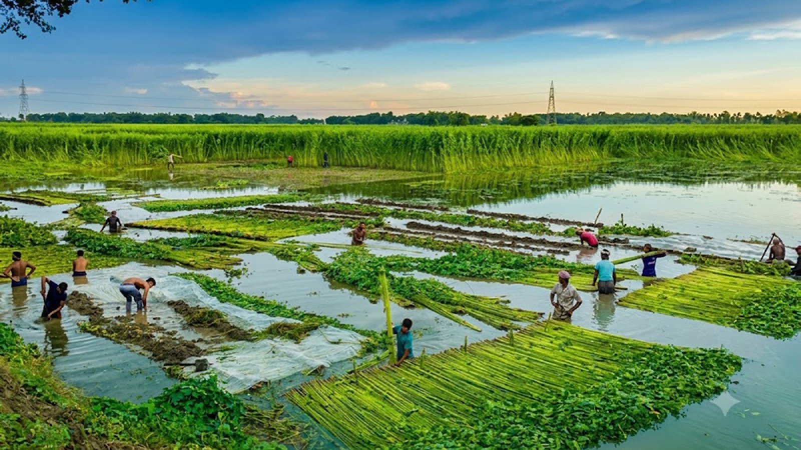 আটঘরিয়ায় পাটের বাম্পার ফলন, কাটা ও জাগ দিতে ব্যস্ত চাষীরা