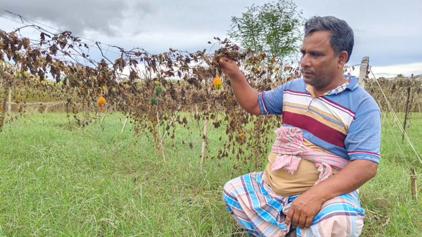 পদ্মার পানিতে ডুবল চরের সবজি, ক্ষতির মুখে কৃষক
