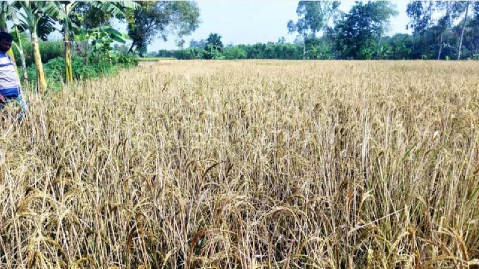 ধামইরহাটে শত্রুতার জেরে ৭ কৃষকের ১০ বিঘা জমির ধান নষ্টের অভিযোগ